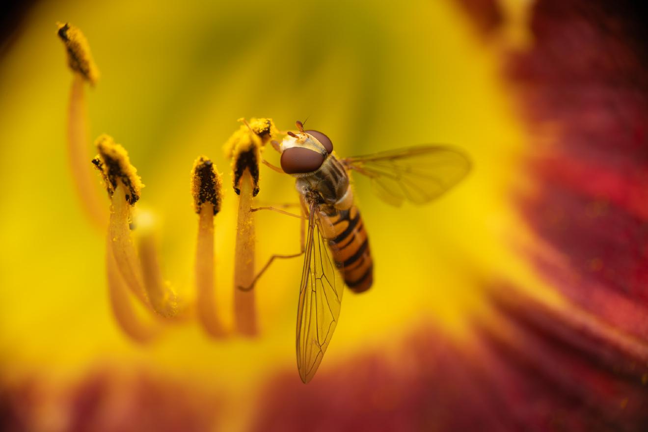 Marmalade Hover Fly – No. 23