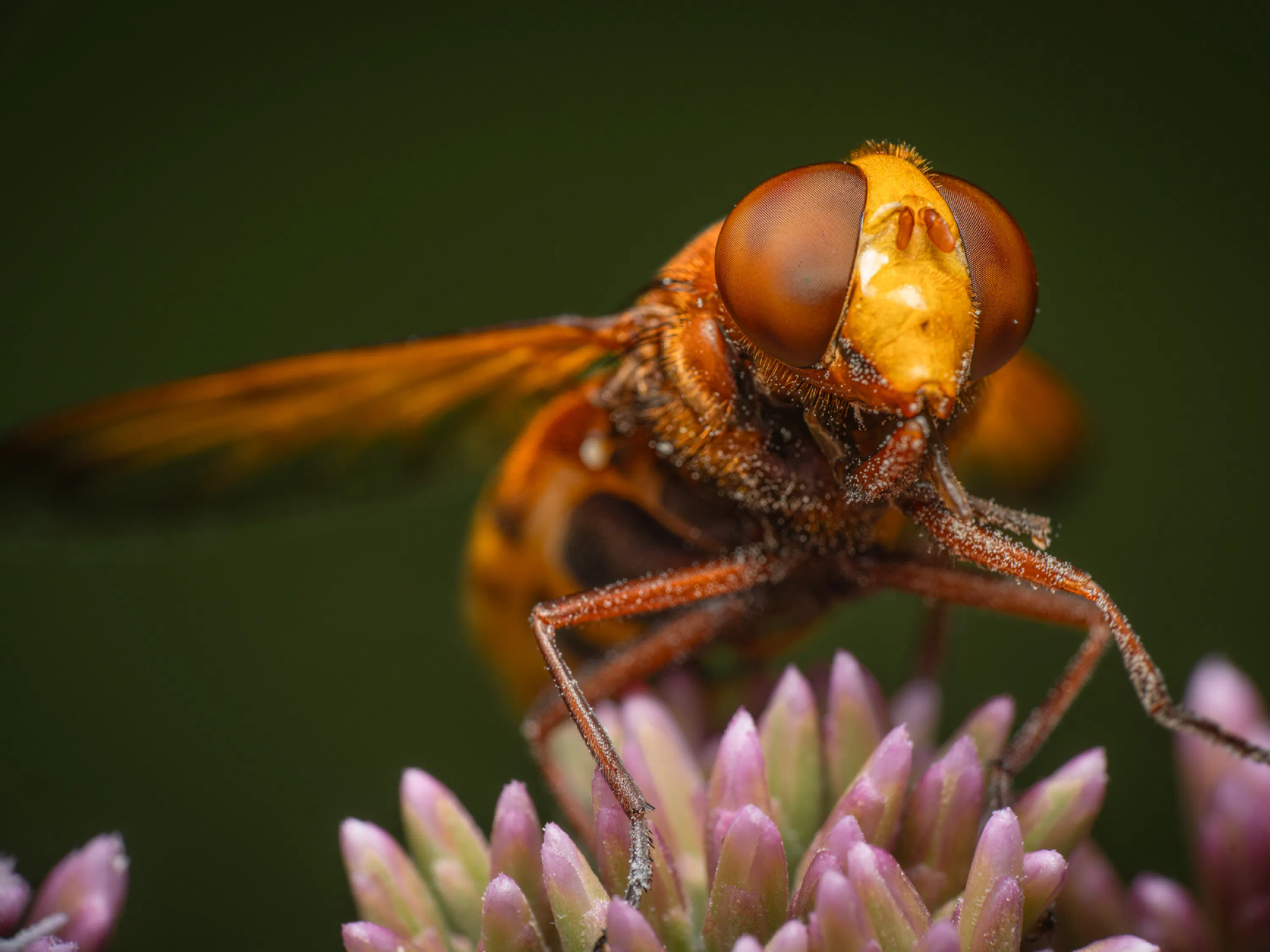 Volucella zonaria