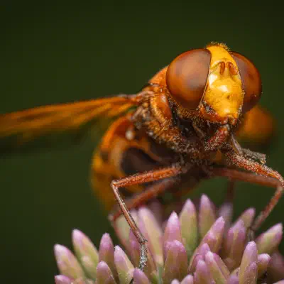 Volucella zonaria