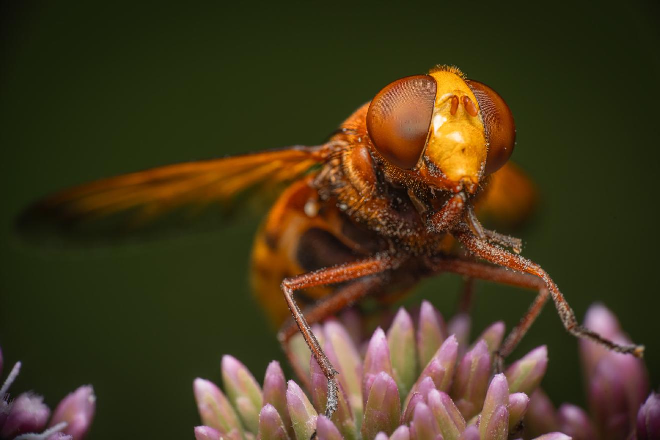 Hornet Mimic Hover Fly – No. 1