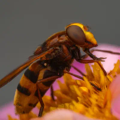 Hornet Mimic Hover Fly