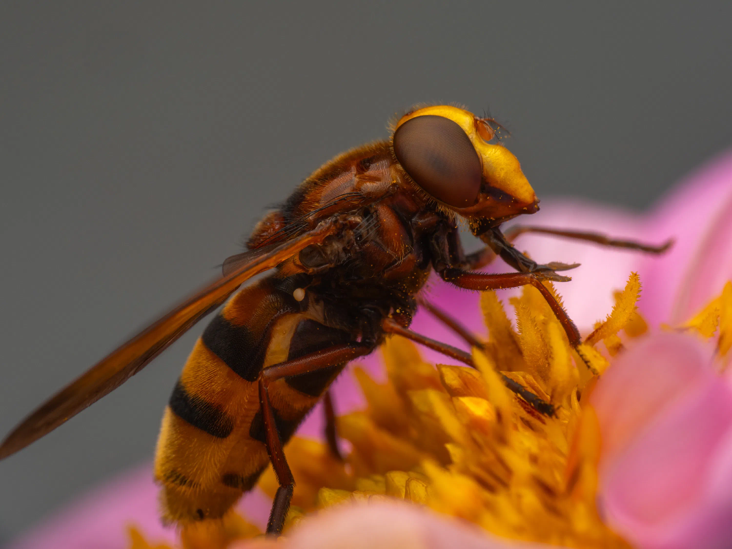 Volucella zonaria