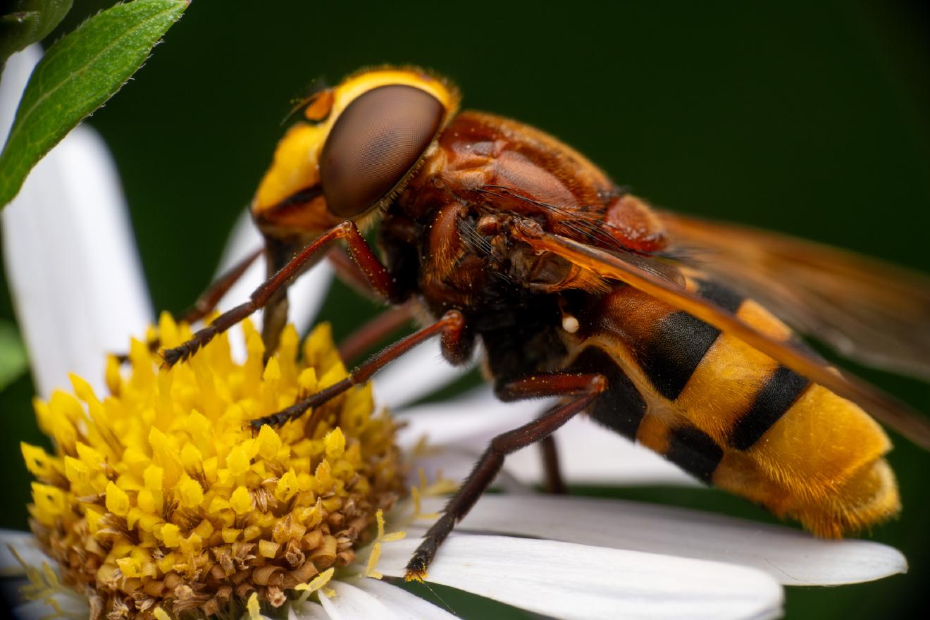 Hornet Mimic Hover Fly – No. 2