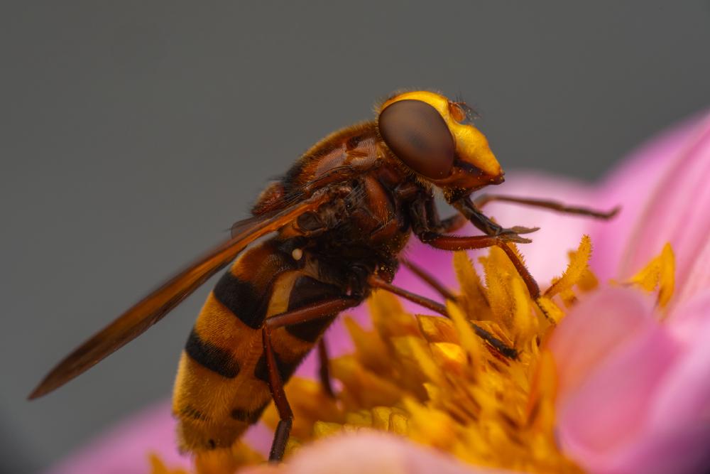 December 17, 2023 – Issue No. 121
– Issue No. 121: “Hornet Mimic Hover Fly“ Hornet Mimic Hover Fly