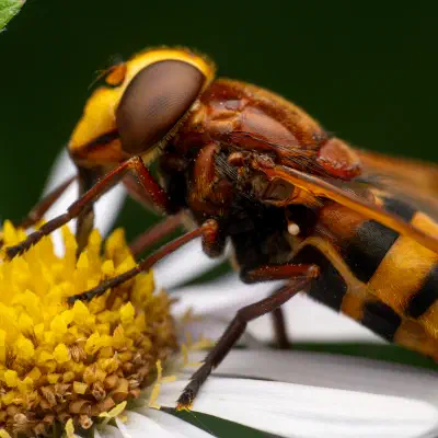 Hornet Mimic Hover Fly