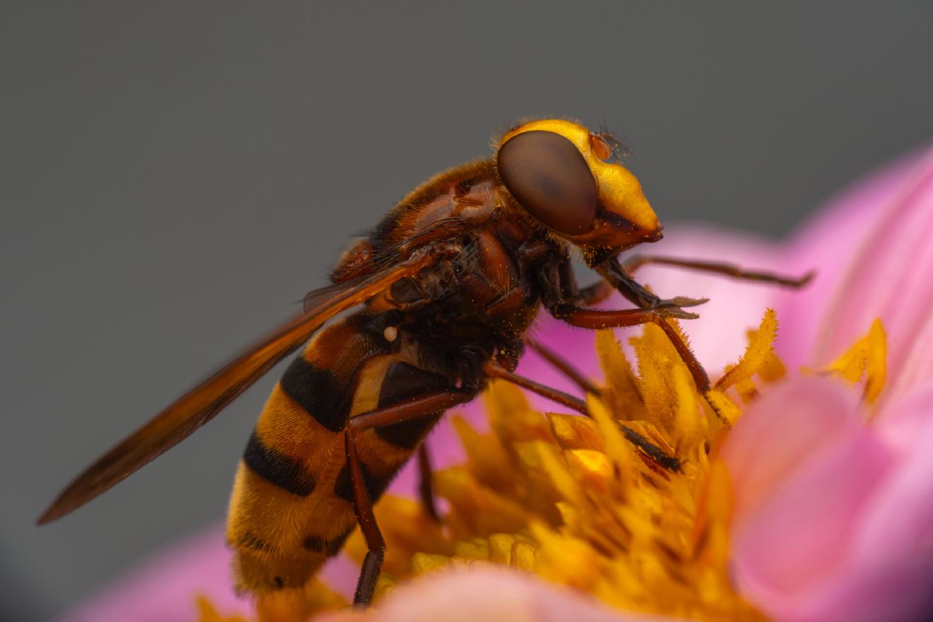 Hornissenschwebfliege – No. 3