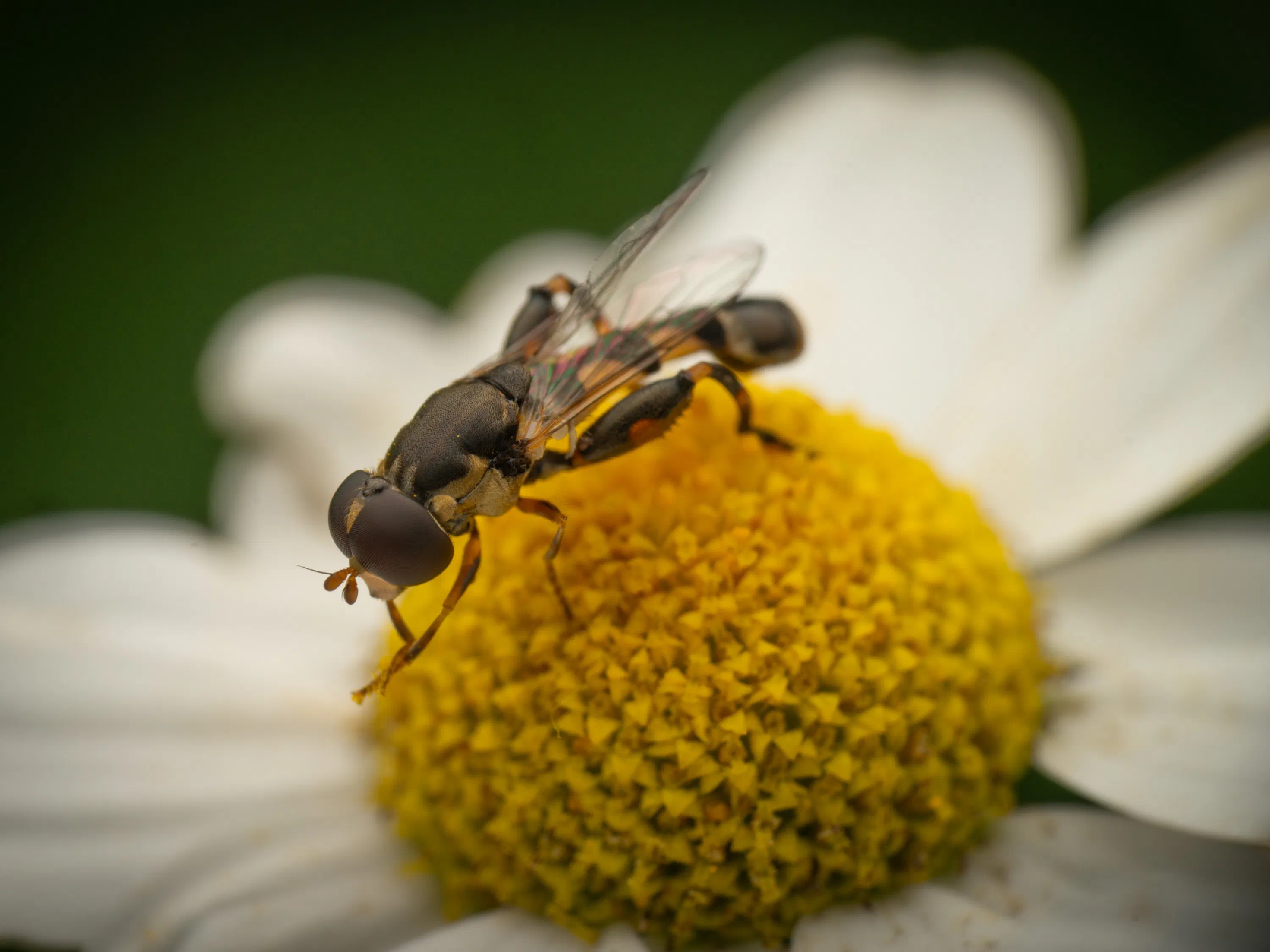 Mosca flotadora de patas anchas