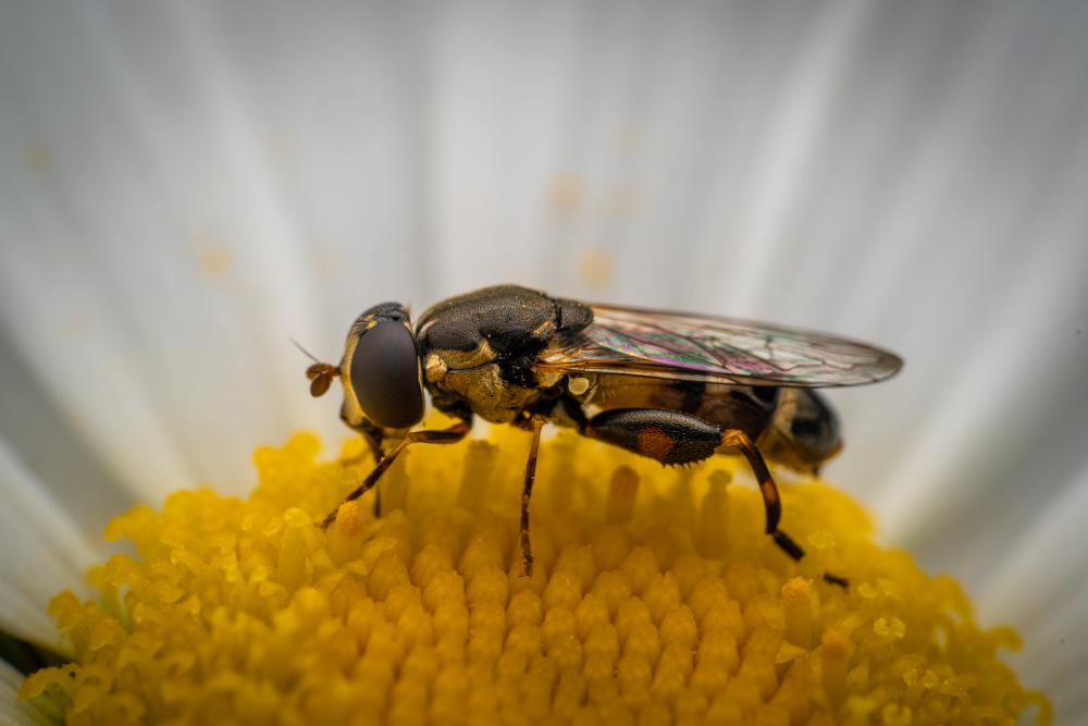 April 27, 2024 – Issue No. 253
– Issue No. 253: “Thick-legged Hover Fly“ Thick-legged Hover Fly