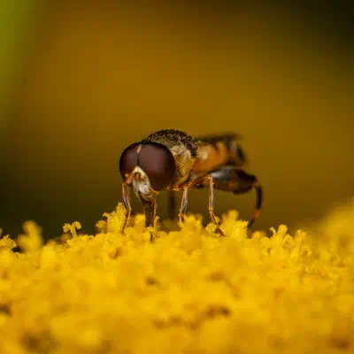 Mosca flotadora de patas anchas