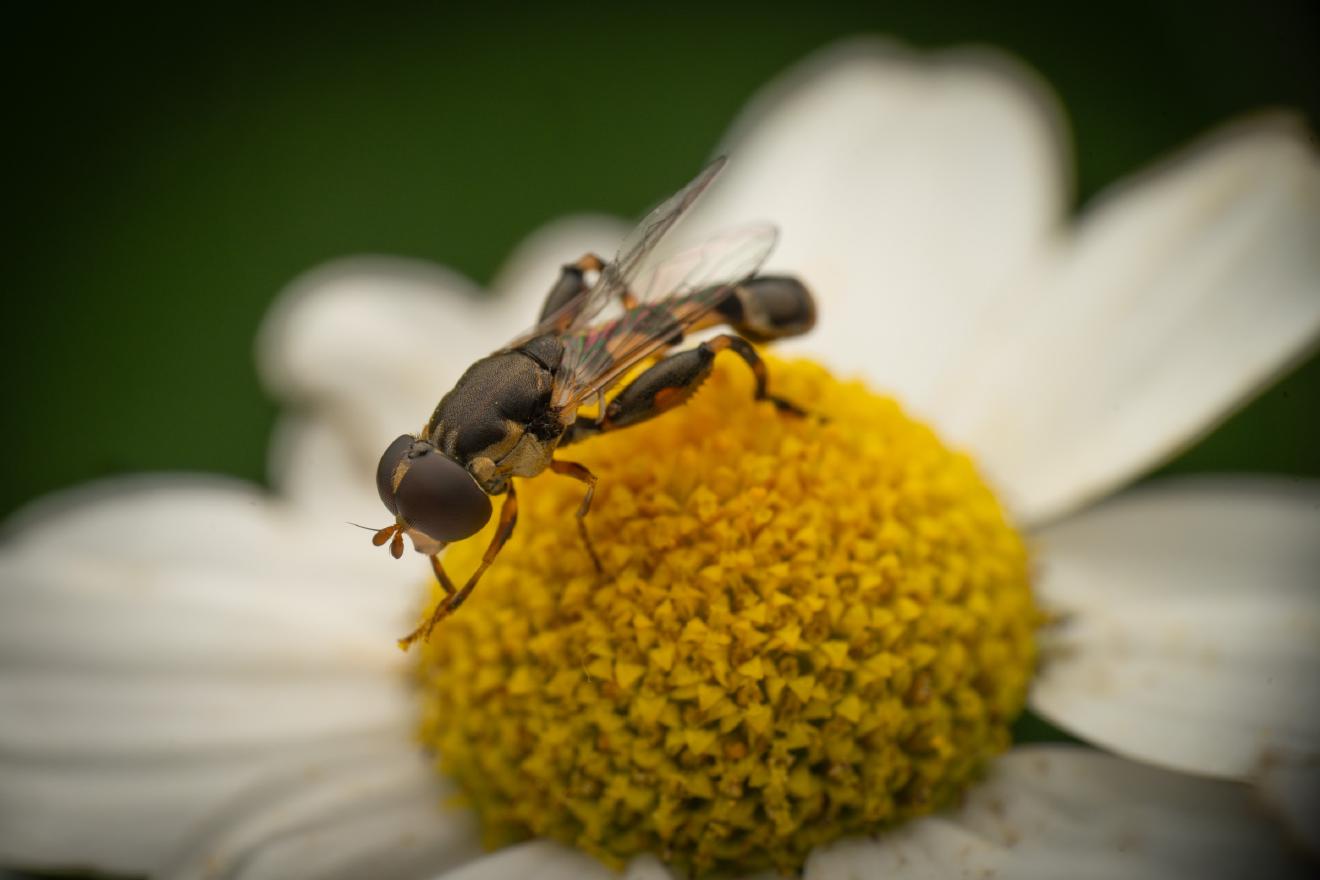 Thick-legged Hover Fly – No. 1