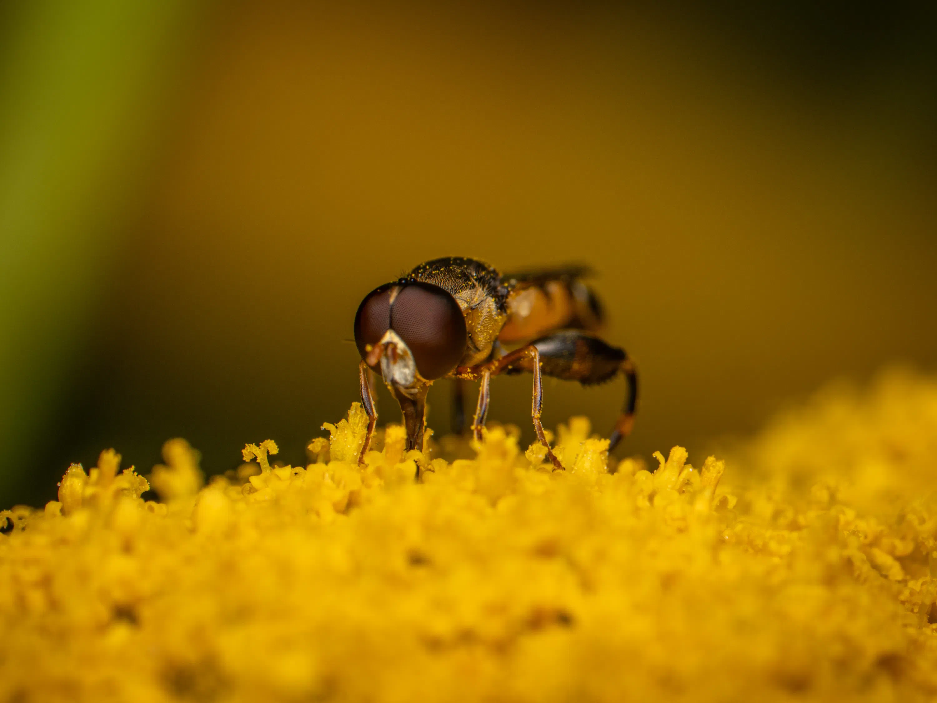 Mosca flotadora de patas anchas