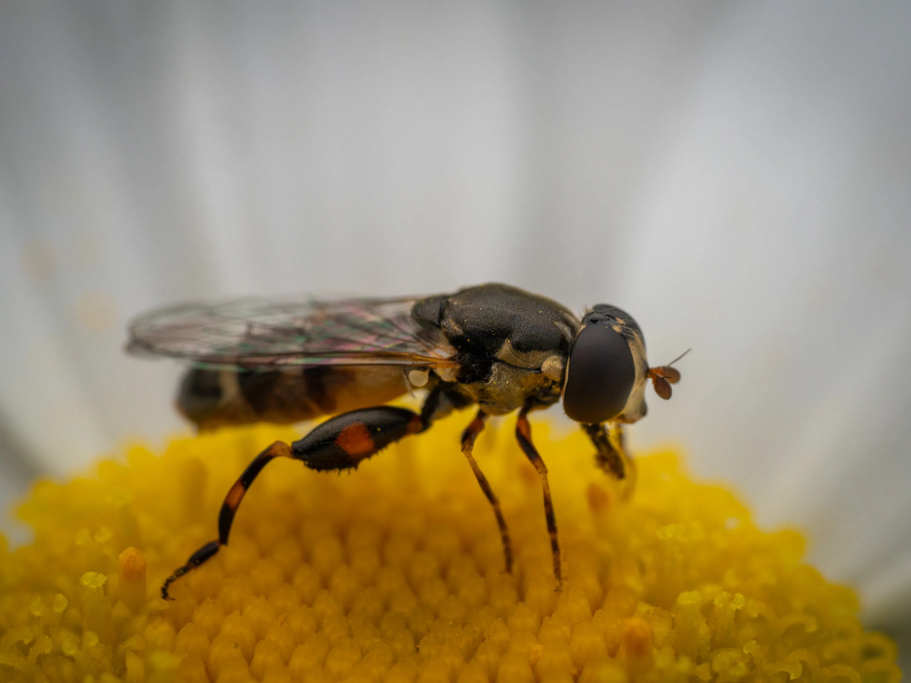 Mosca flotadora de patas anchas