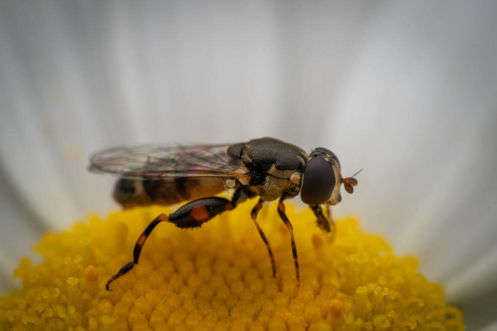 April 27, 2024 – Issue No. 253
– Issue No. 253: “Thick-legged Hover Fly“ Thick-legged Hover Fly