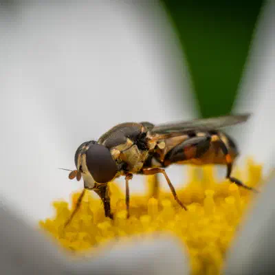 Thick-legged Hover Fly