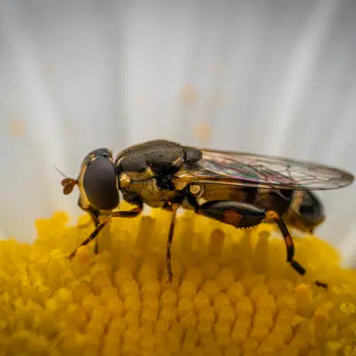 Mosca flotadora de patas anchas
