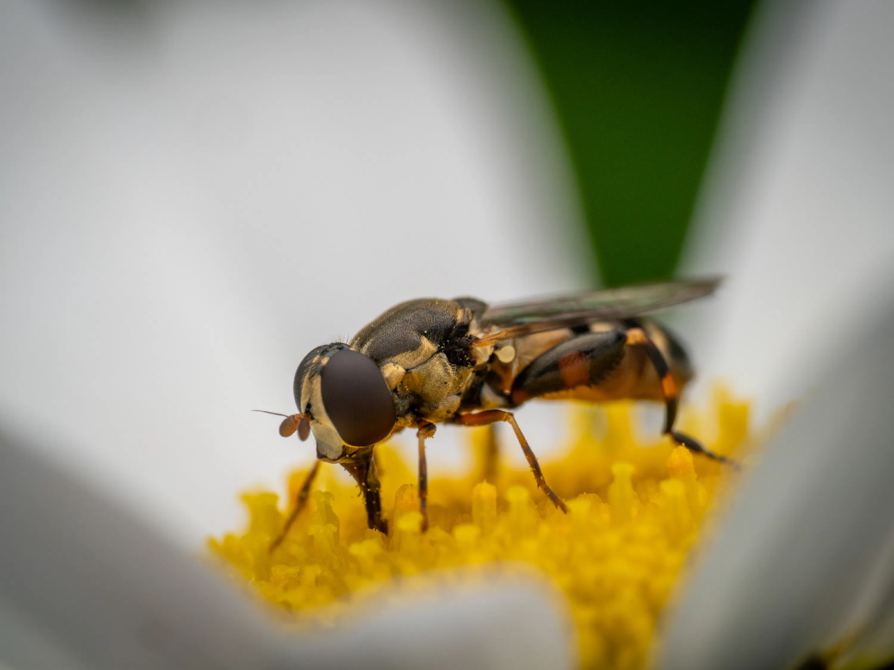 Mosca flotadora de patas anchas