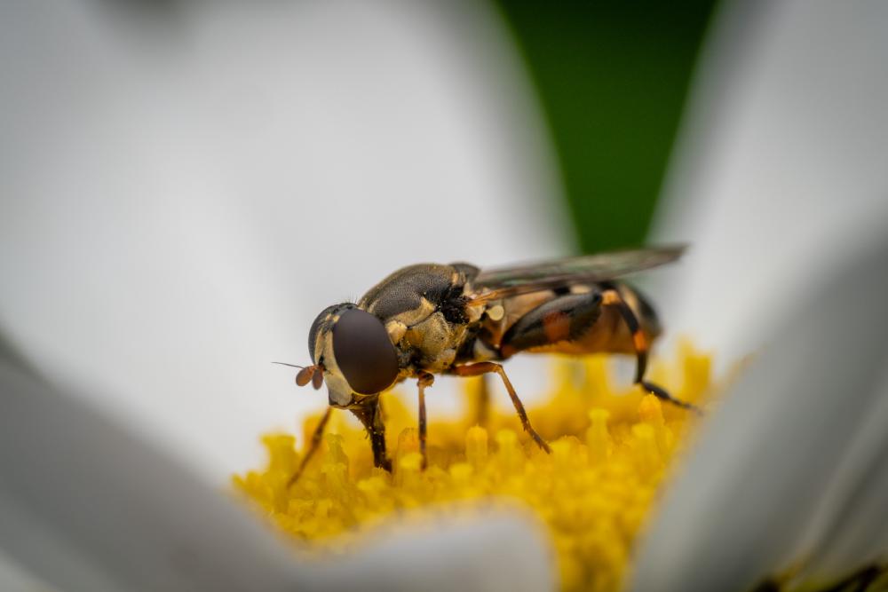 April 30, 2024 – Issue No. 256
– Issue No. 256: “Thick-legged Hover Fly“ Thick-legged Hover Fly