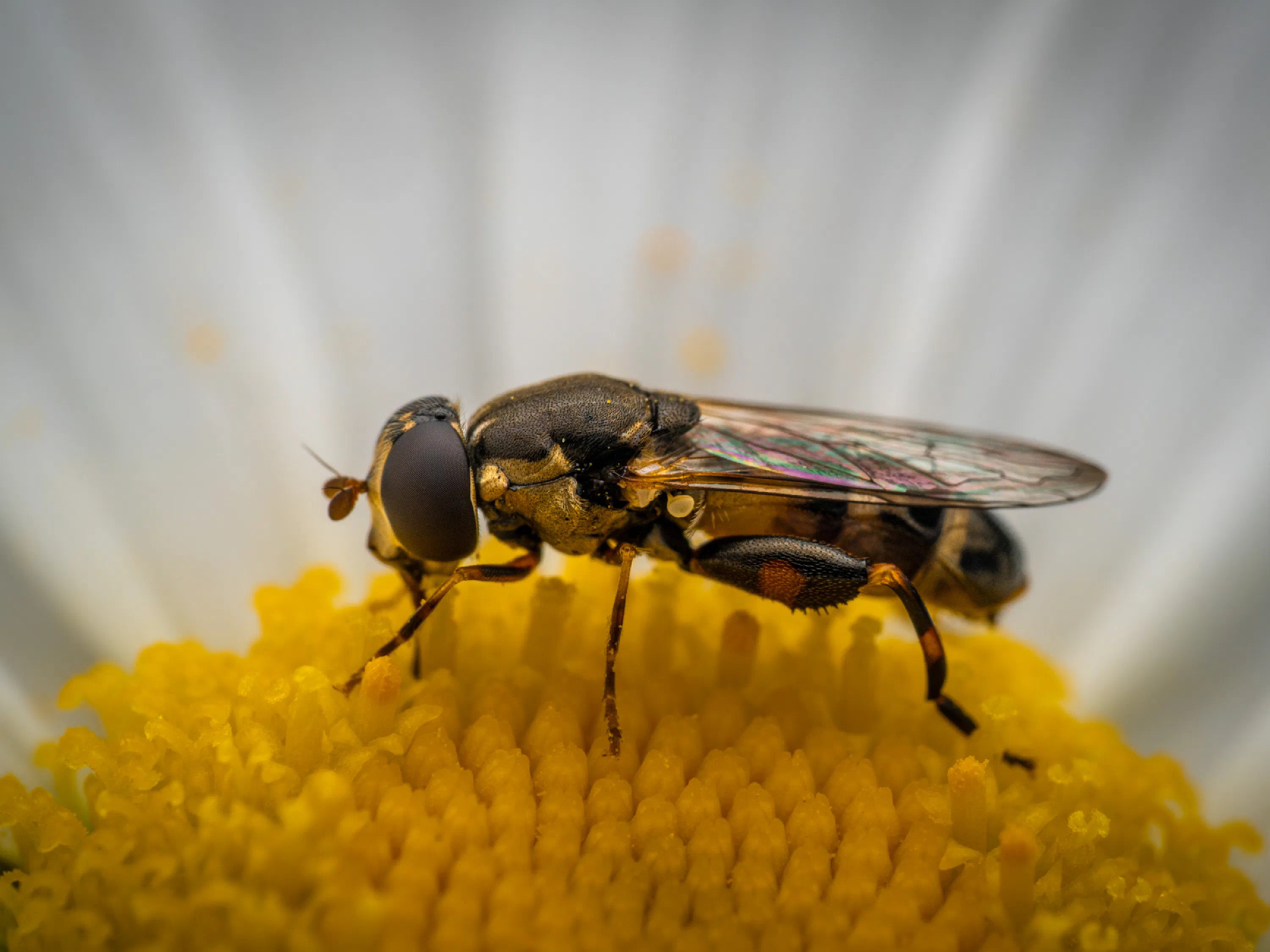 Mosca flotadora de patas anchas