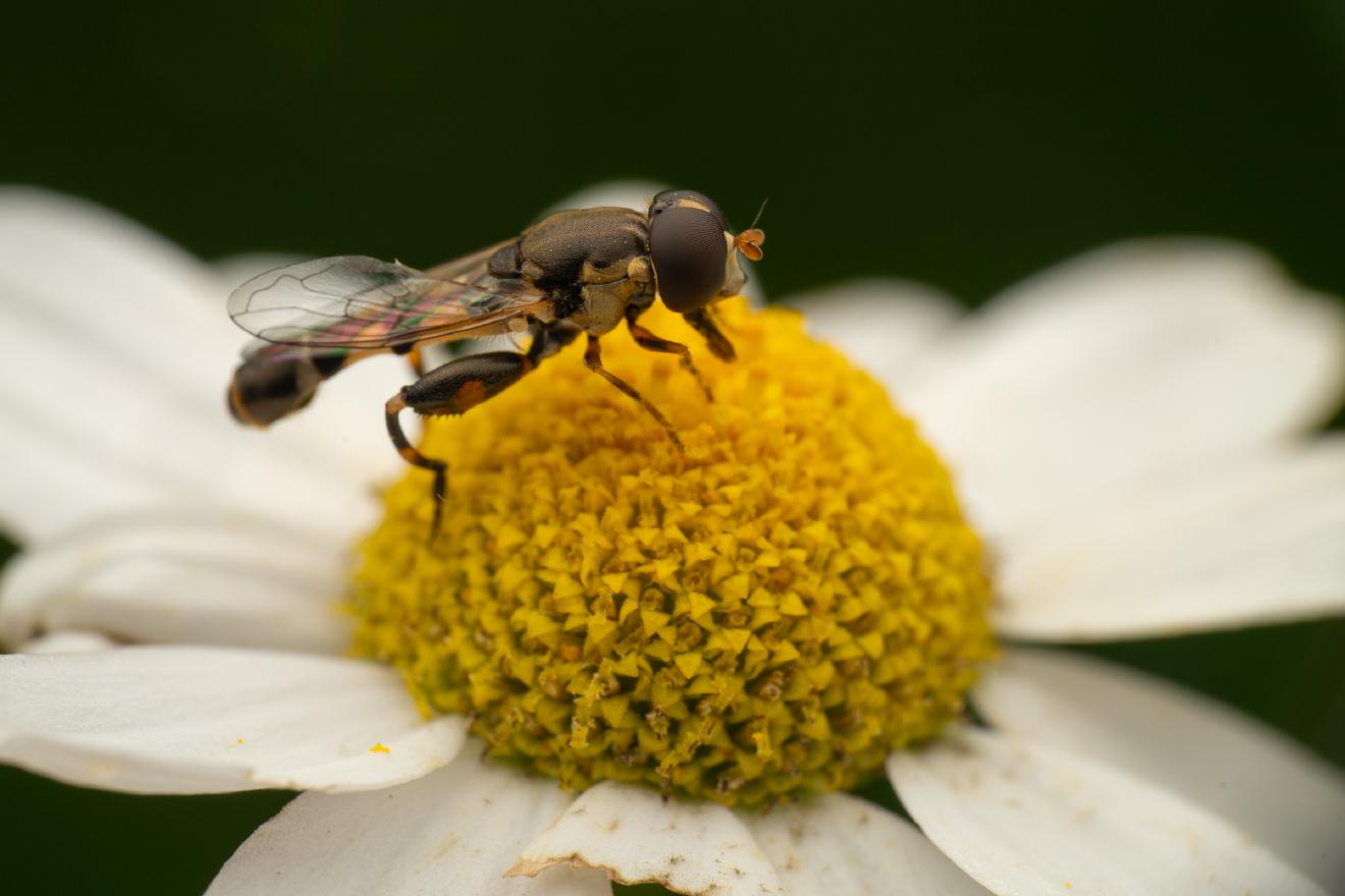 Thick-legged Hover Fly – No. 5