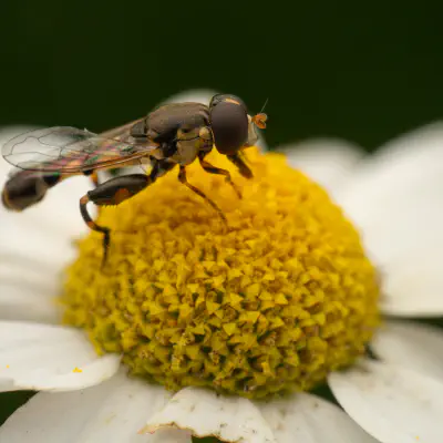 Thick-legged Hover Fly