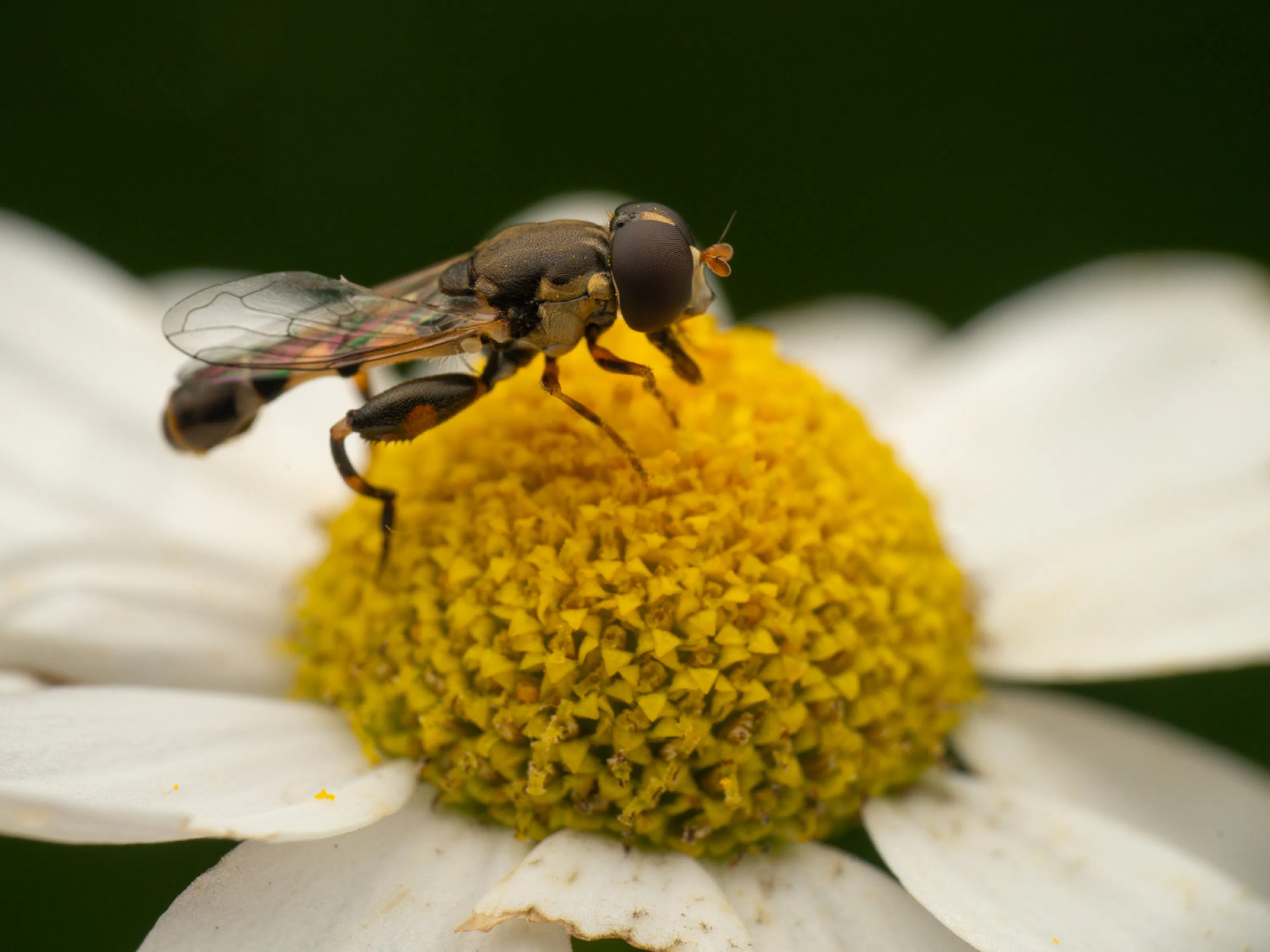 Mosca flotadora de patas anchas