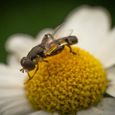 Thick-legged Hover Fly