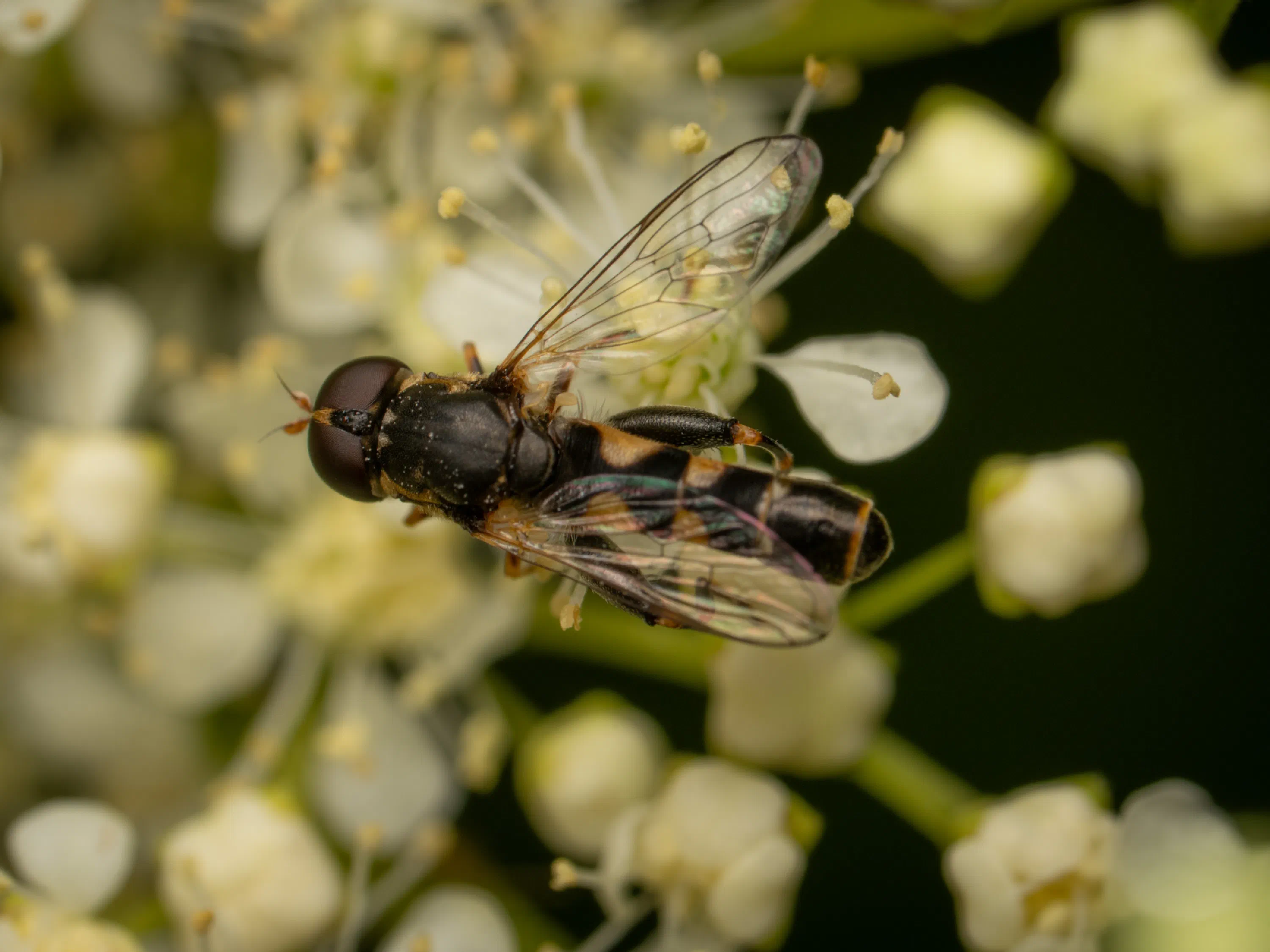 Mosca flotadora de patas anchas