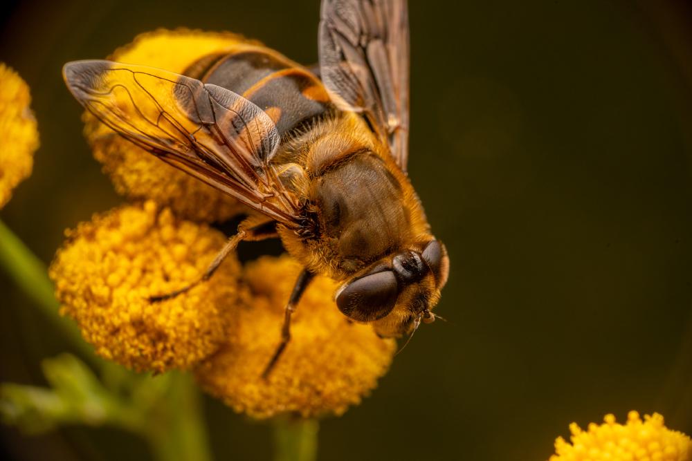November 9, 2023 – Issue No. 83
– Issue No. 83: “Common Drone Fly“ Common Drone Fly