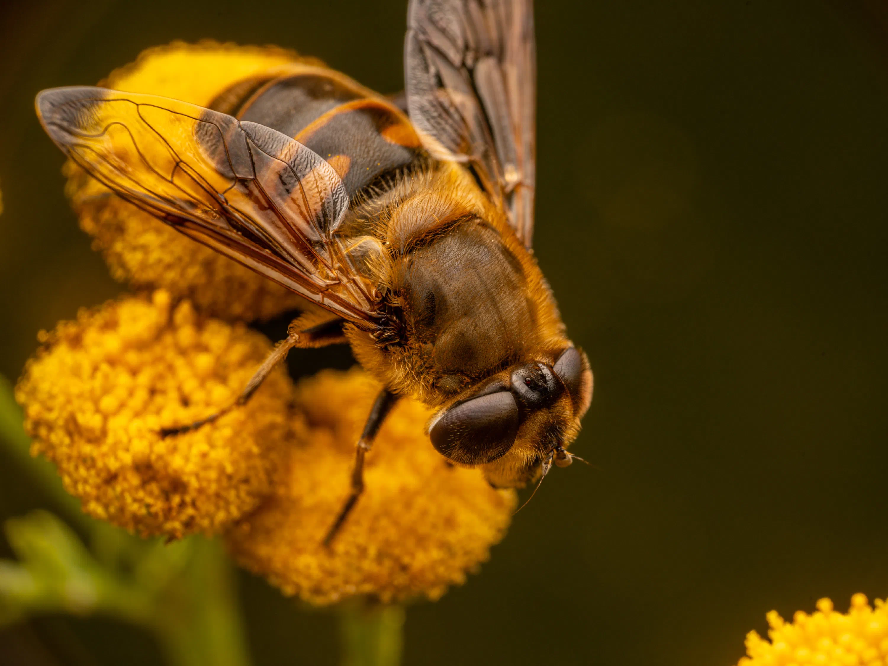 Mosca zángano europea