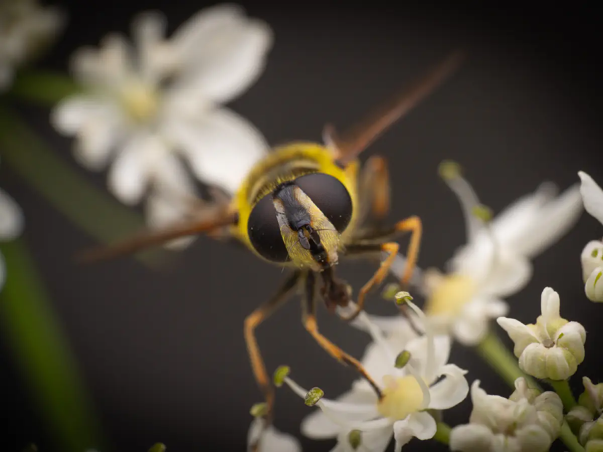 Éristale des fleurs