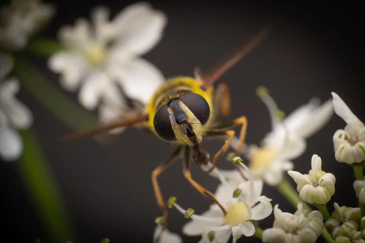 Éristale des fleurs