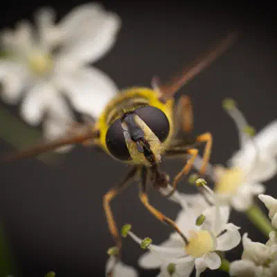 Myathropa florea
