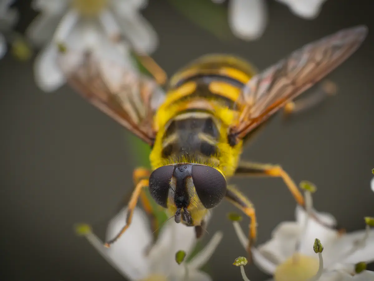 Éristale des fleurs