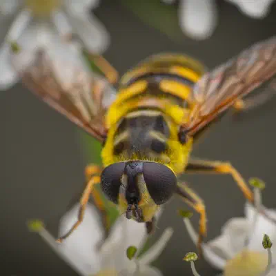 Yellow-haired Sun Fly