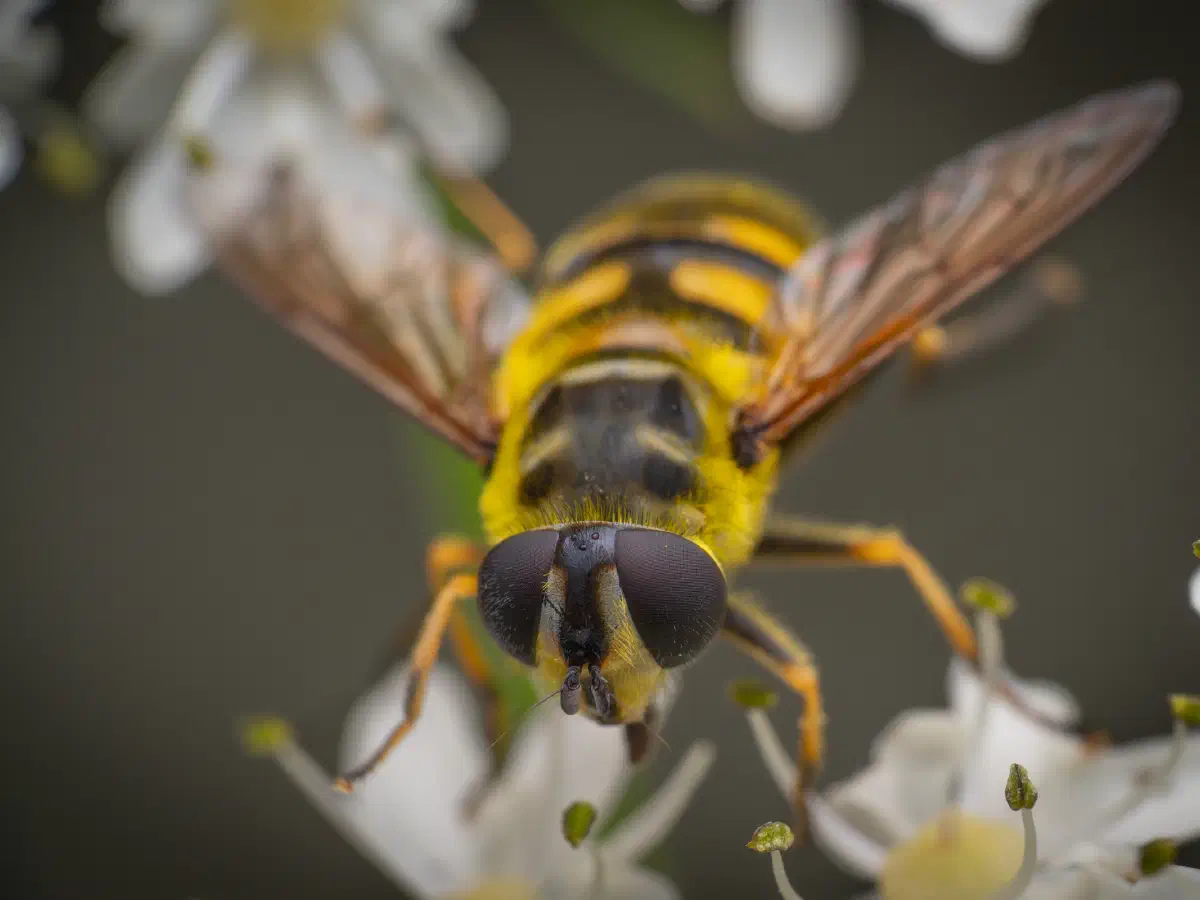 Yellow-haired Sun Fly