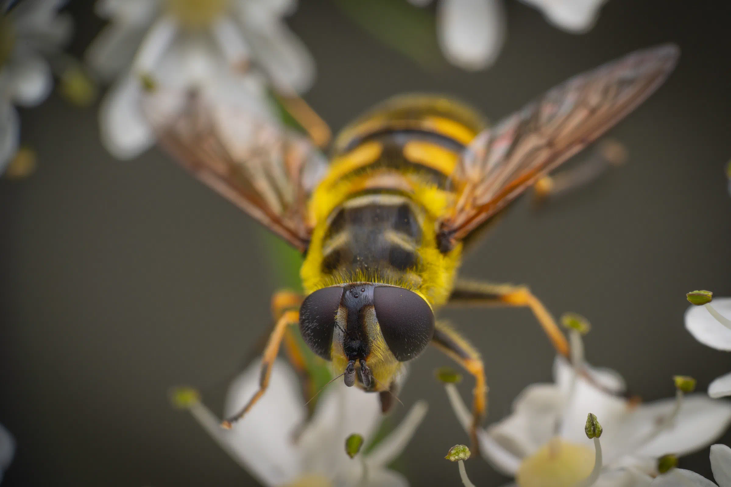 Myathropa florea