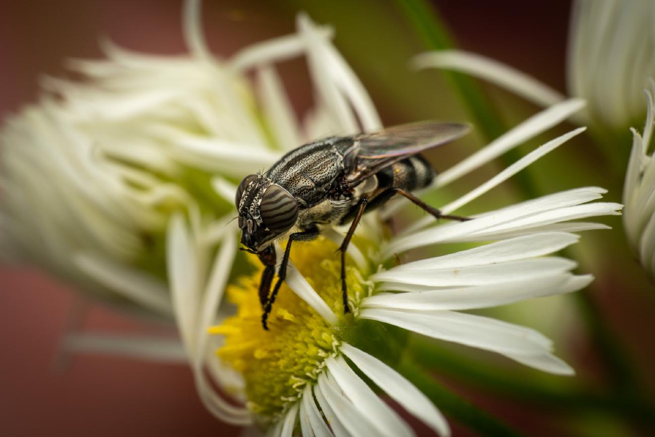 Locust Blowfly – No. 1