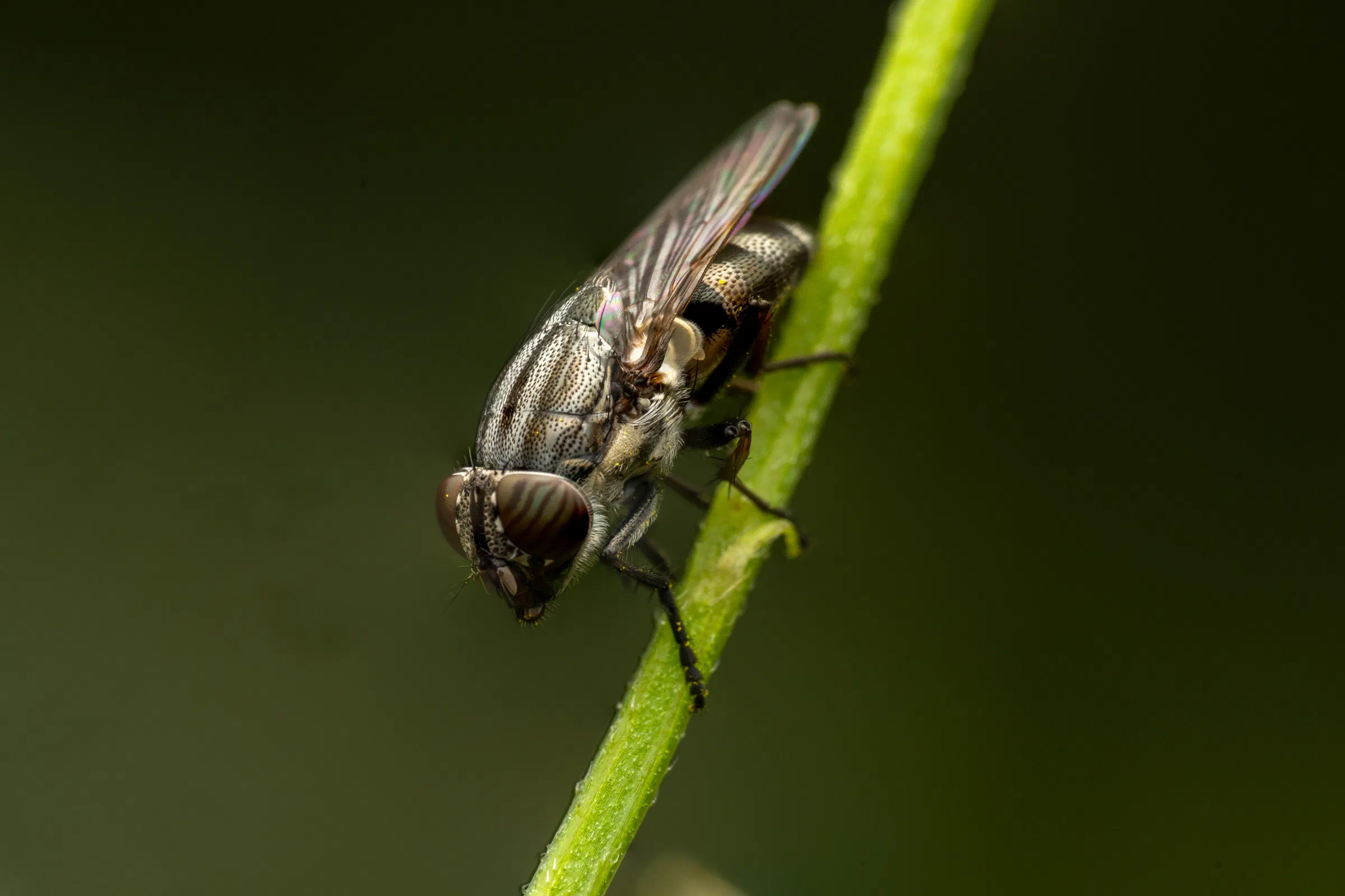 Stomorhina lunata
