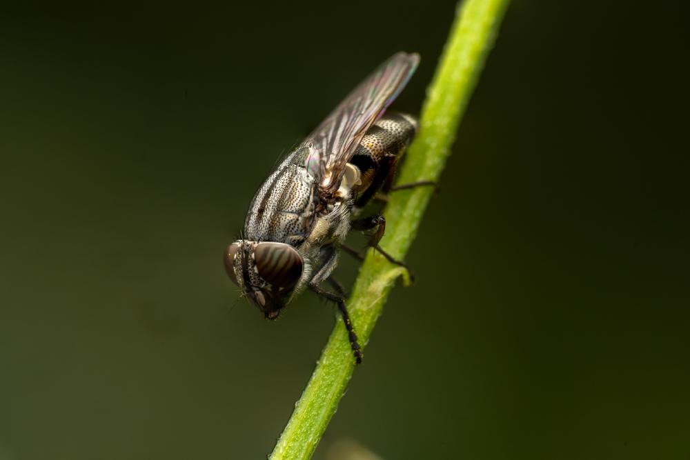 6. Oktober 2023 – Ausgabe Nr. 49
– Ausgabe Nr. 49: „Stomorhina lunata“ Stomorhina lunata
