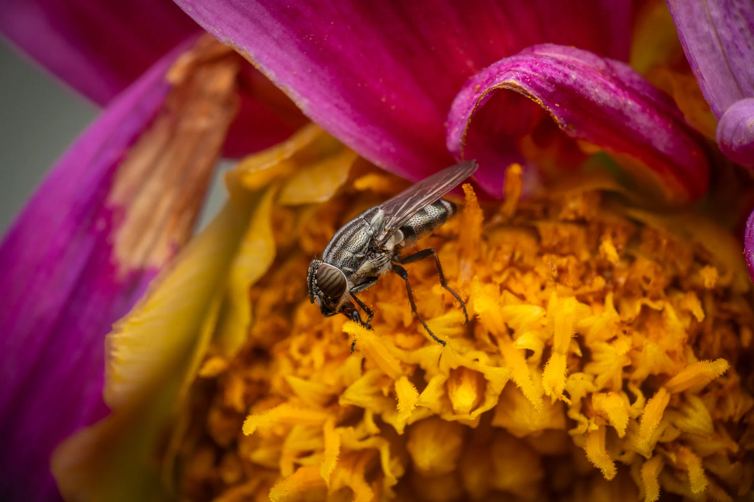 Stomorhina lunata