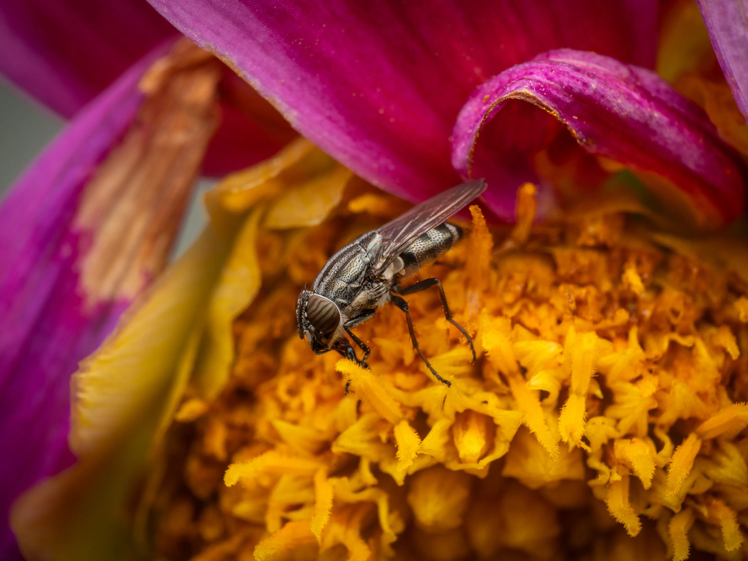 Stomorhina lunata