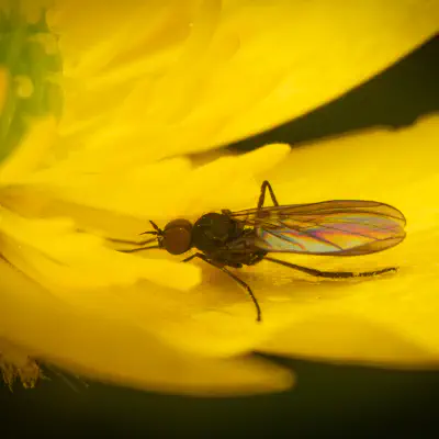 Dance Flies