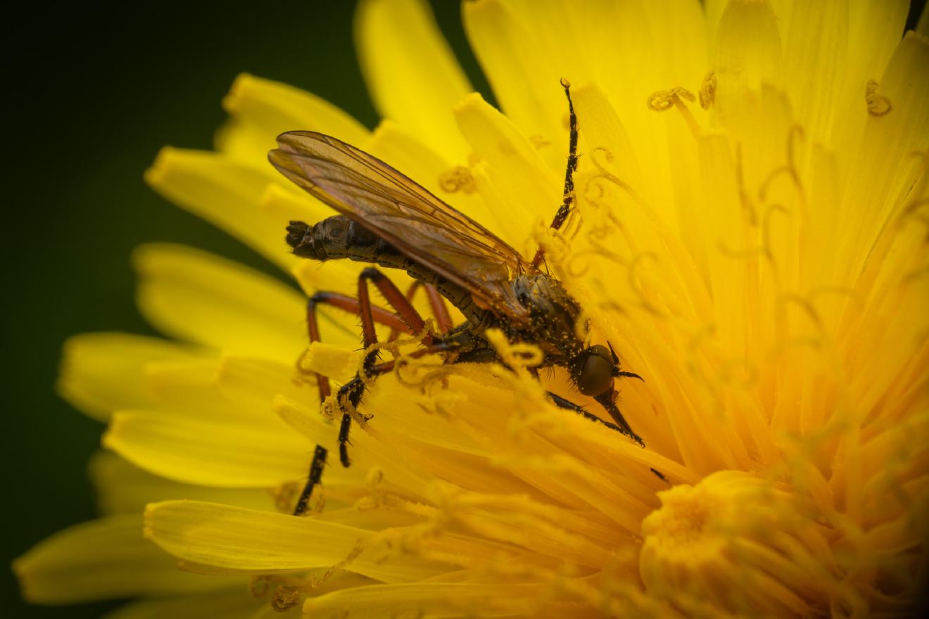 Dance Flies – No. 1