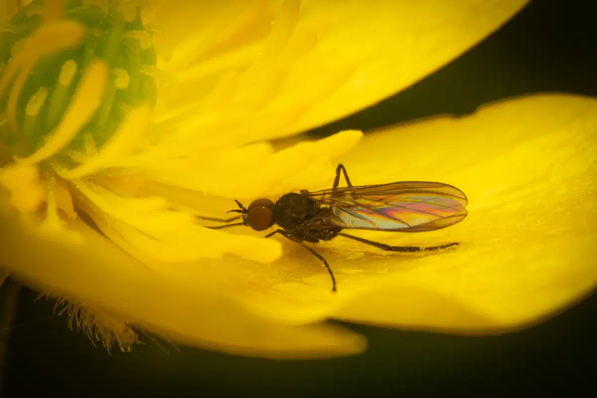 Tanzfliegen – No. 1