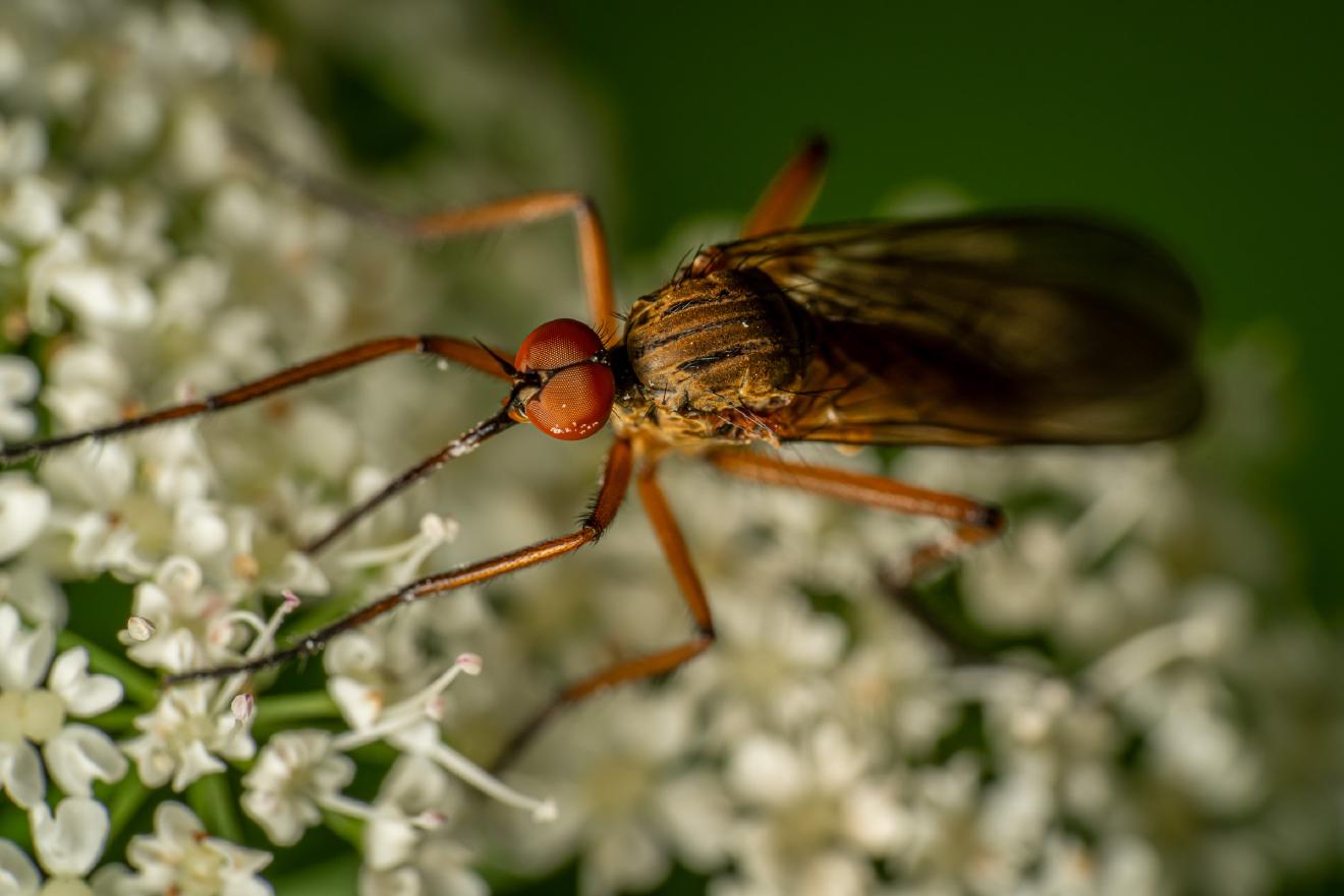 Empis livida – No. 1