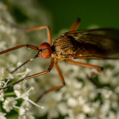 Empis livida