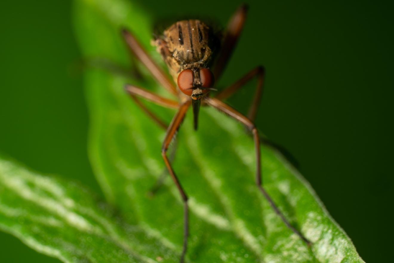 Empis livida – No. 2