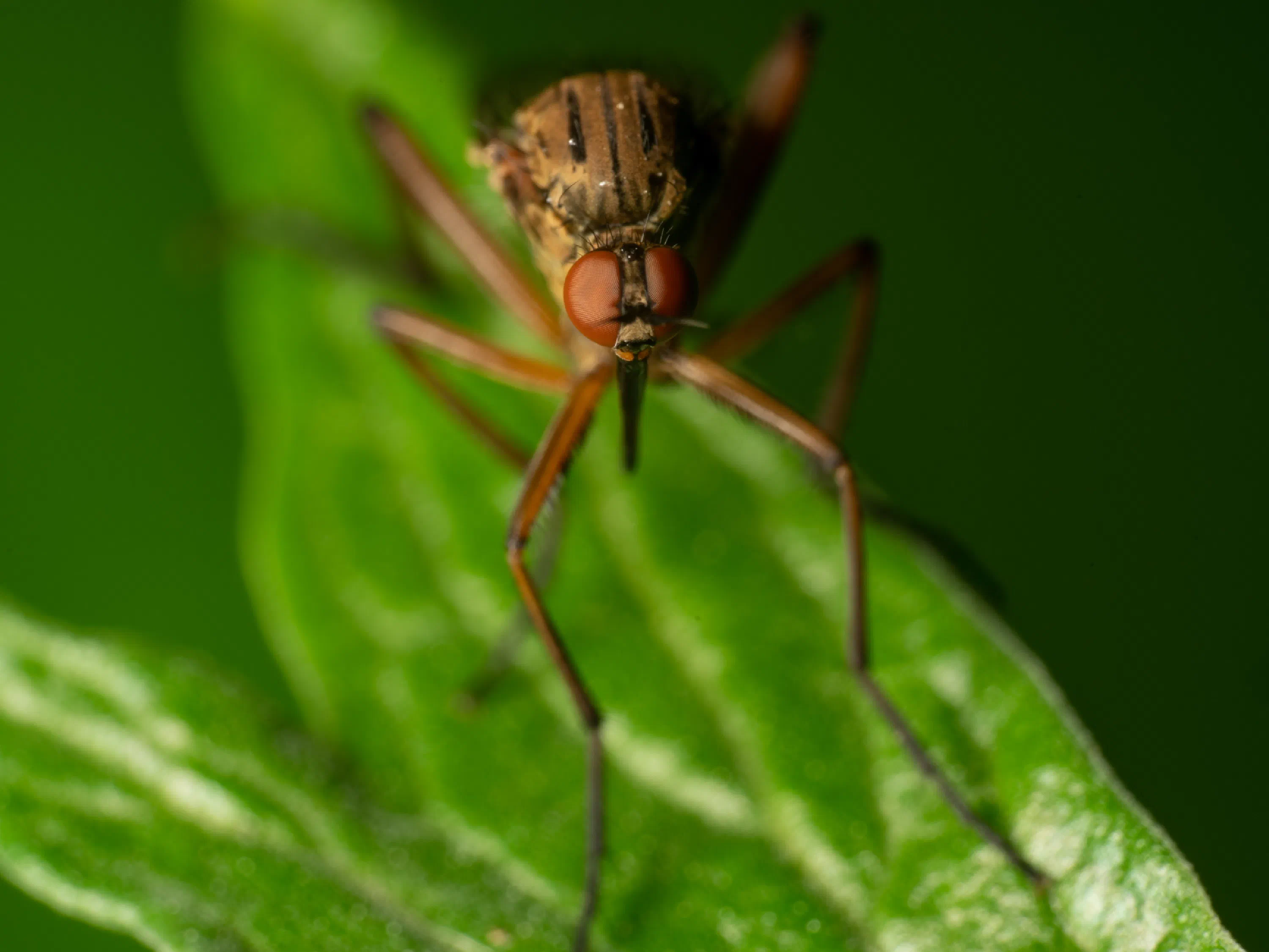 Empis livida