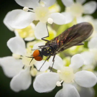 Rhamphomyia longicauda