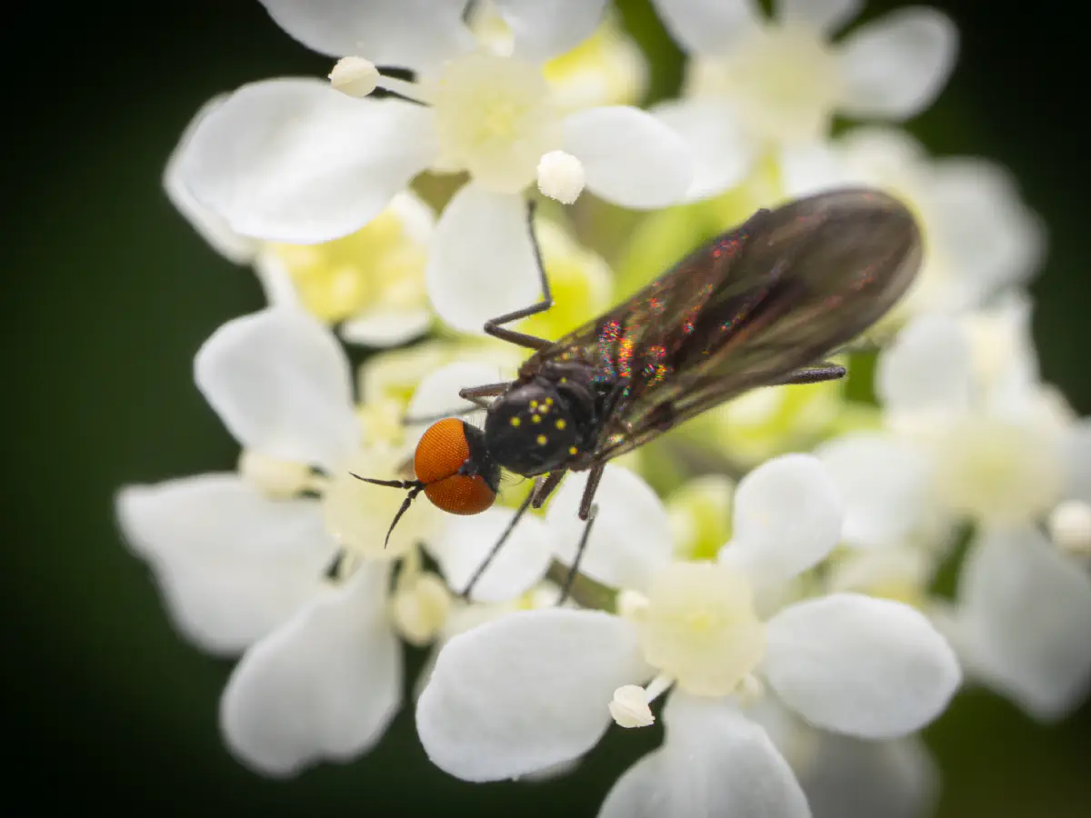 Long-tailed Dance Fly